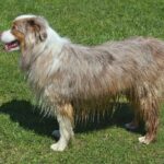 Blue merle Australian Shepherd standing on grass, side view