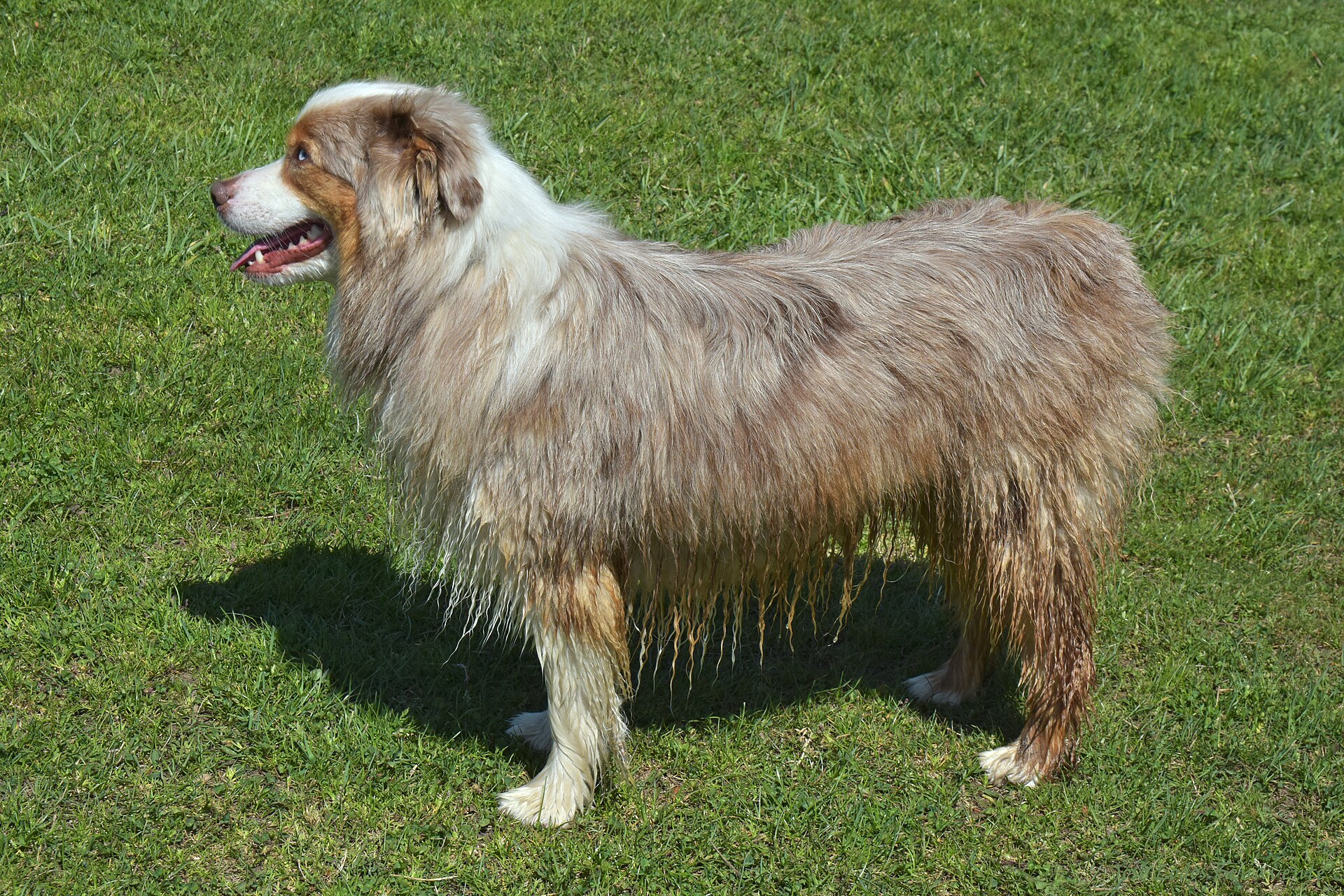 Blue merle Australian Shepherd standing on grass, side view