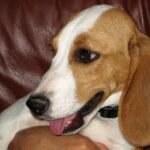 Close-up of a Beagle resting its head