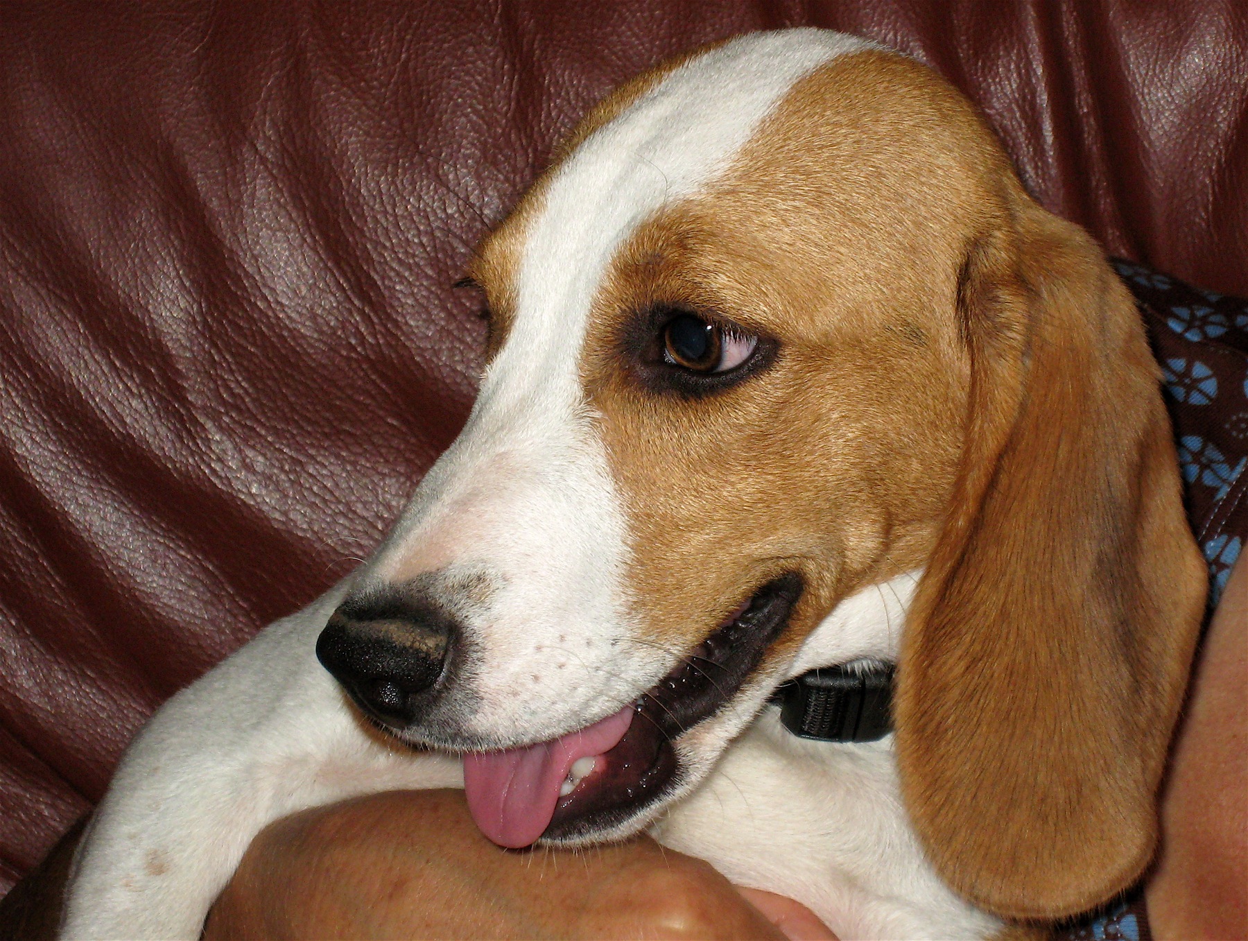 Close-up of a Beagle resting its head