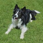 Black and white Border Collie lying on the grass