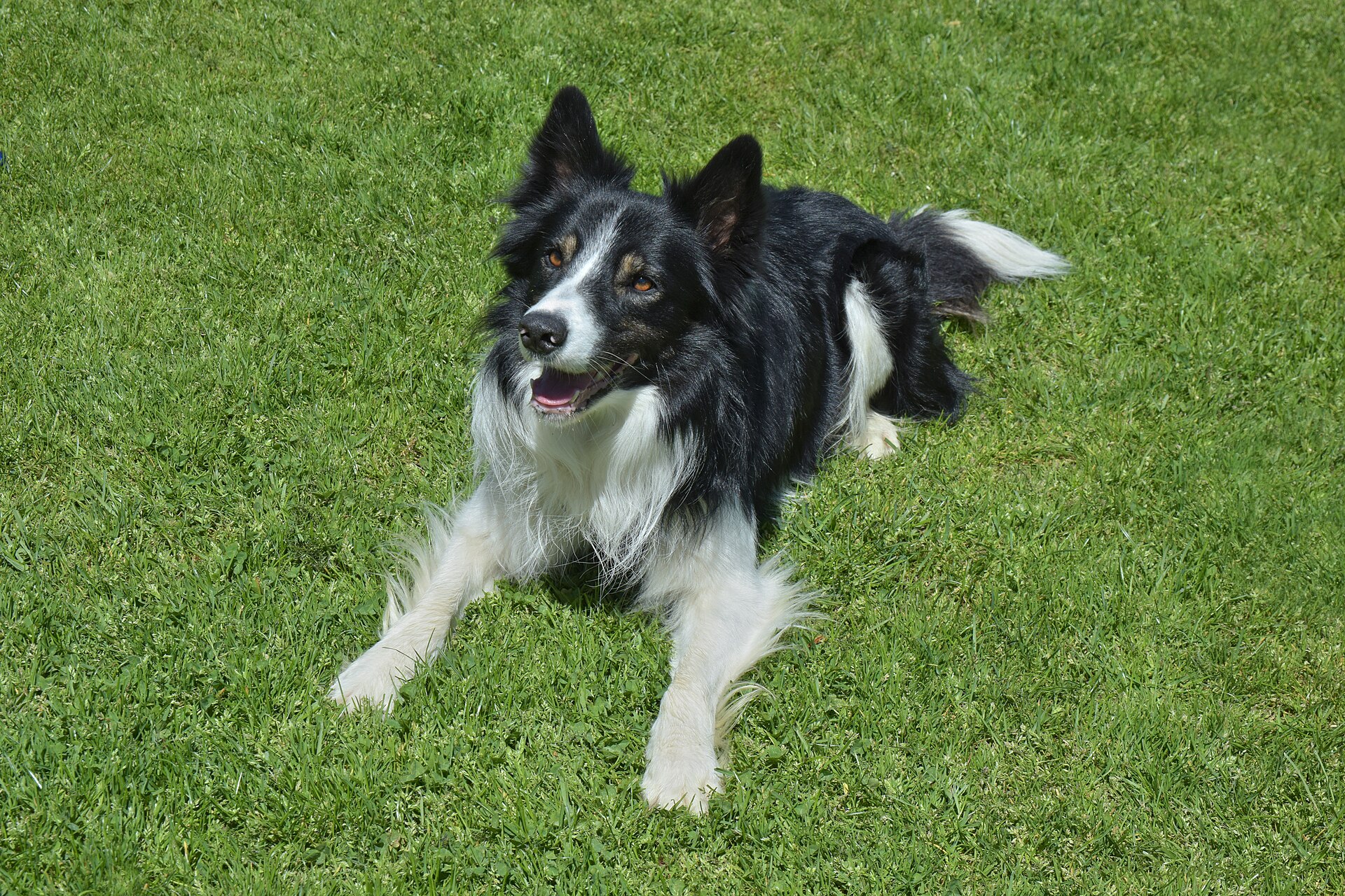 Black and white Border Collie lying on the grass