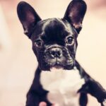 Black and white French Bulldog puppy looking at the camera