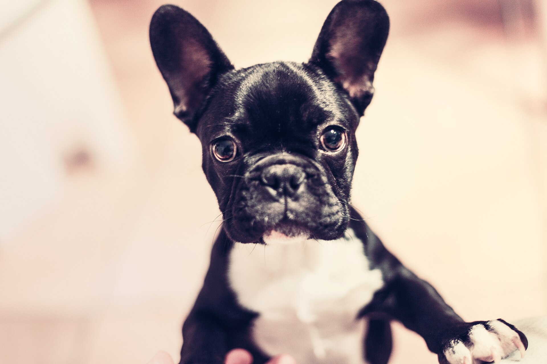 Black and white French Bulldog puppy looking at the camera
