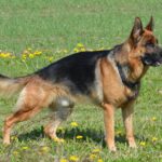 German Shepherd standing in a grassy field