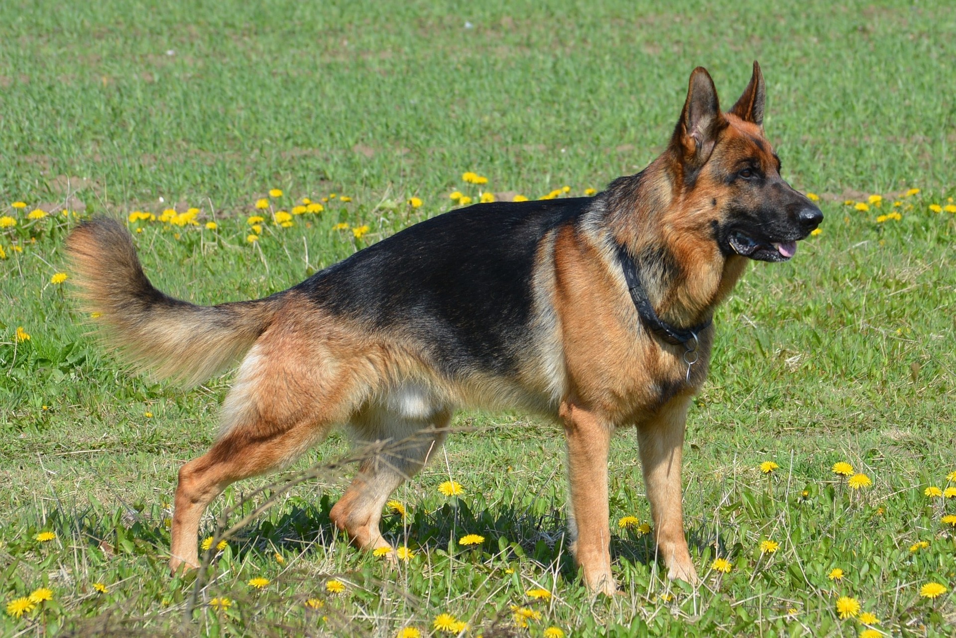 German Shepherd standing in a grassy field