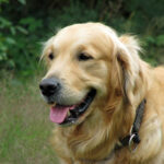 Golden Retriever portrait outdoors