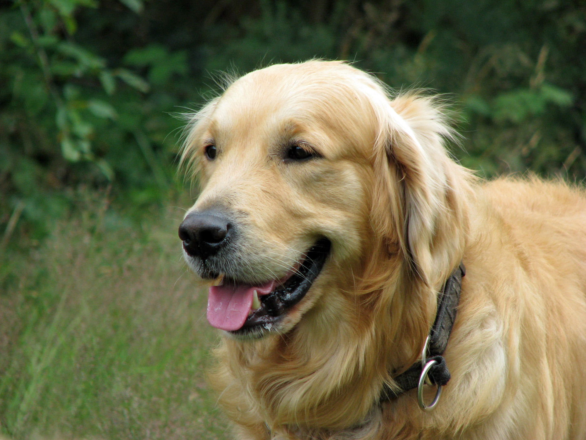 Golden Retriever portrait outdoors