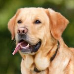 Yellow Labrador Retriever portrait