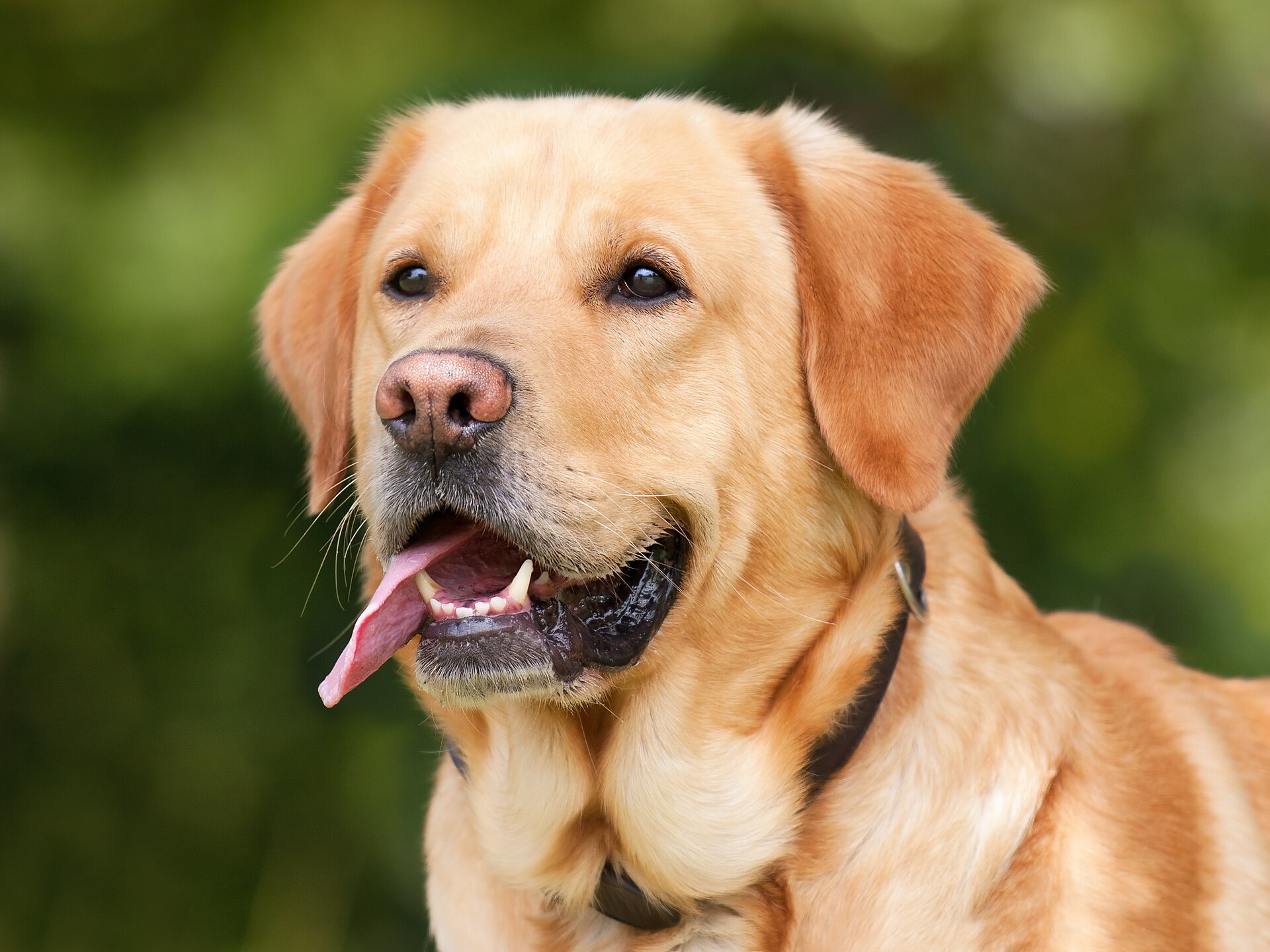 Yellow Labrador Retriever portrait