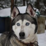 Siberian Husky with blue eyes, head and shoulders portrait