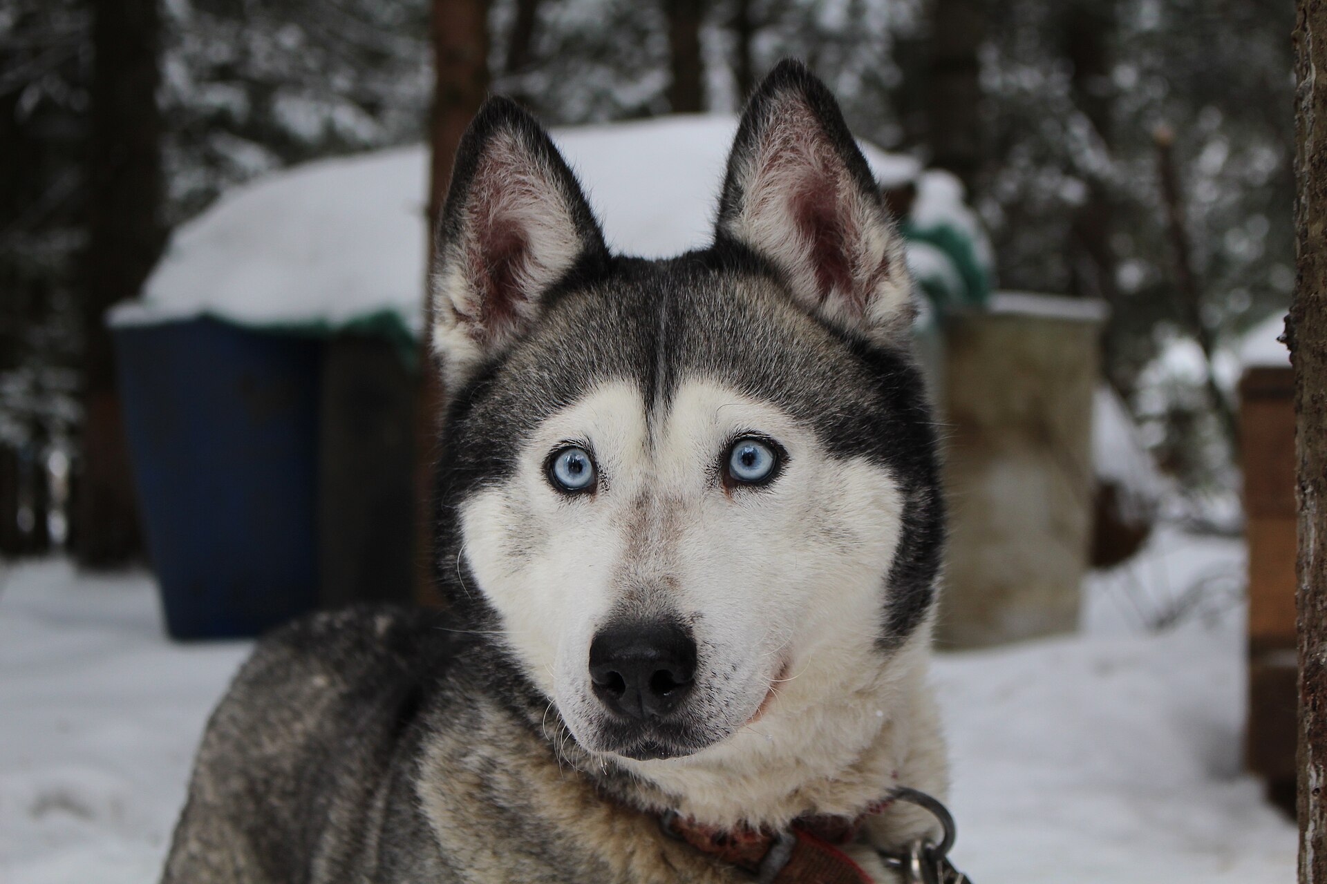 Siberian Husky with blue eyes, head and shoulders portrait
